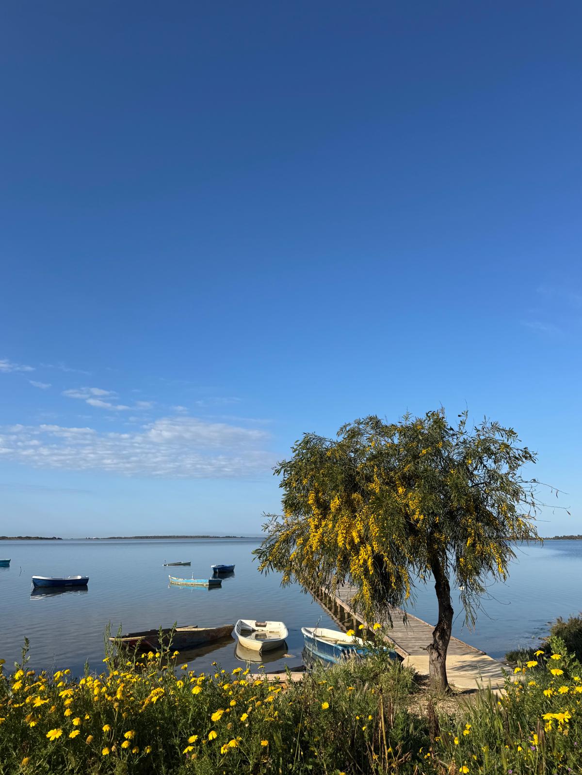 Mimosa tree and small boats on the Sicilian lagoon